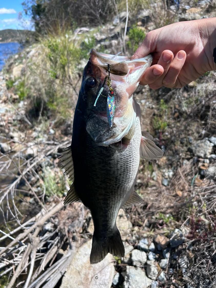 Freshwater: Why Your Go-To Bait Isn’t Getting Bit (And What to Do About It) - Submission Fishing Co.
