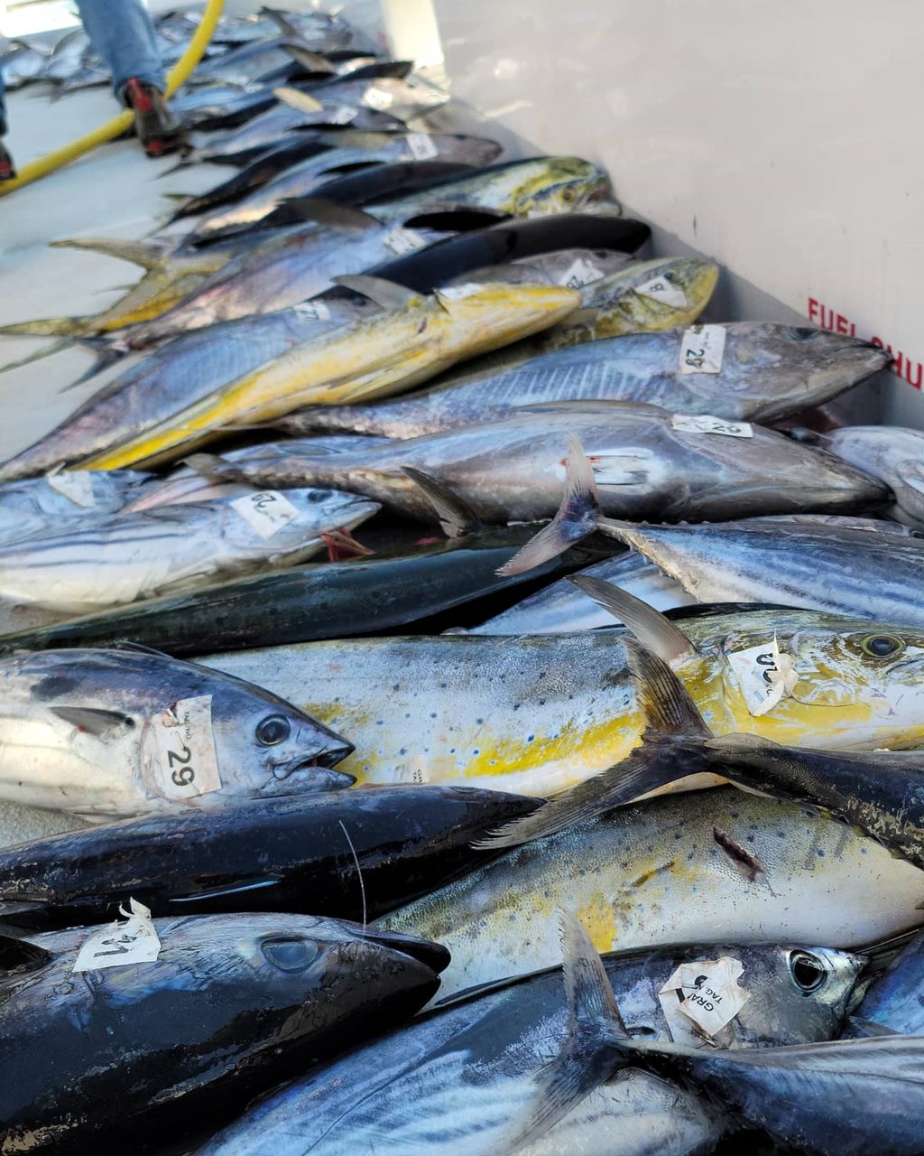 Winter Bonito Fishing in San Diego: Slow Pitch Jigging, Catch & Cook, and Year-Round Opportunities