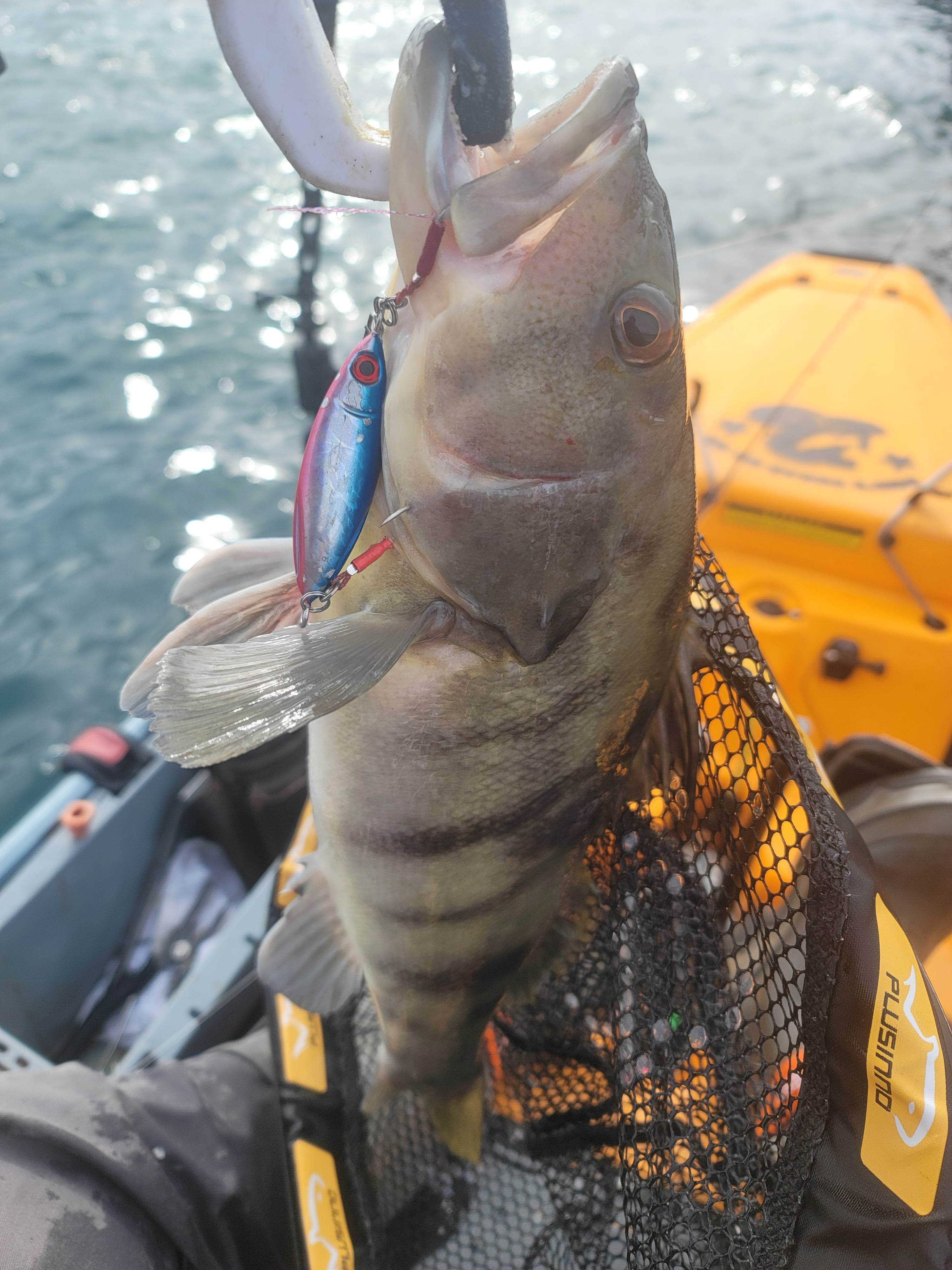 Submission Jigs - Sumo - Middleweight Division - Submission Fishing Co.