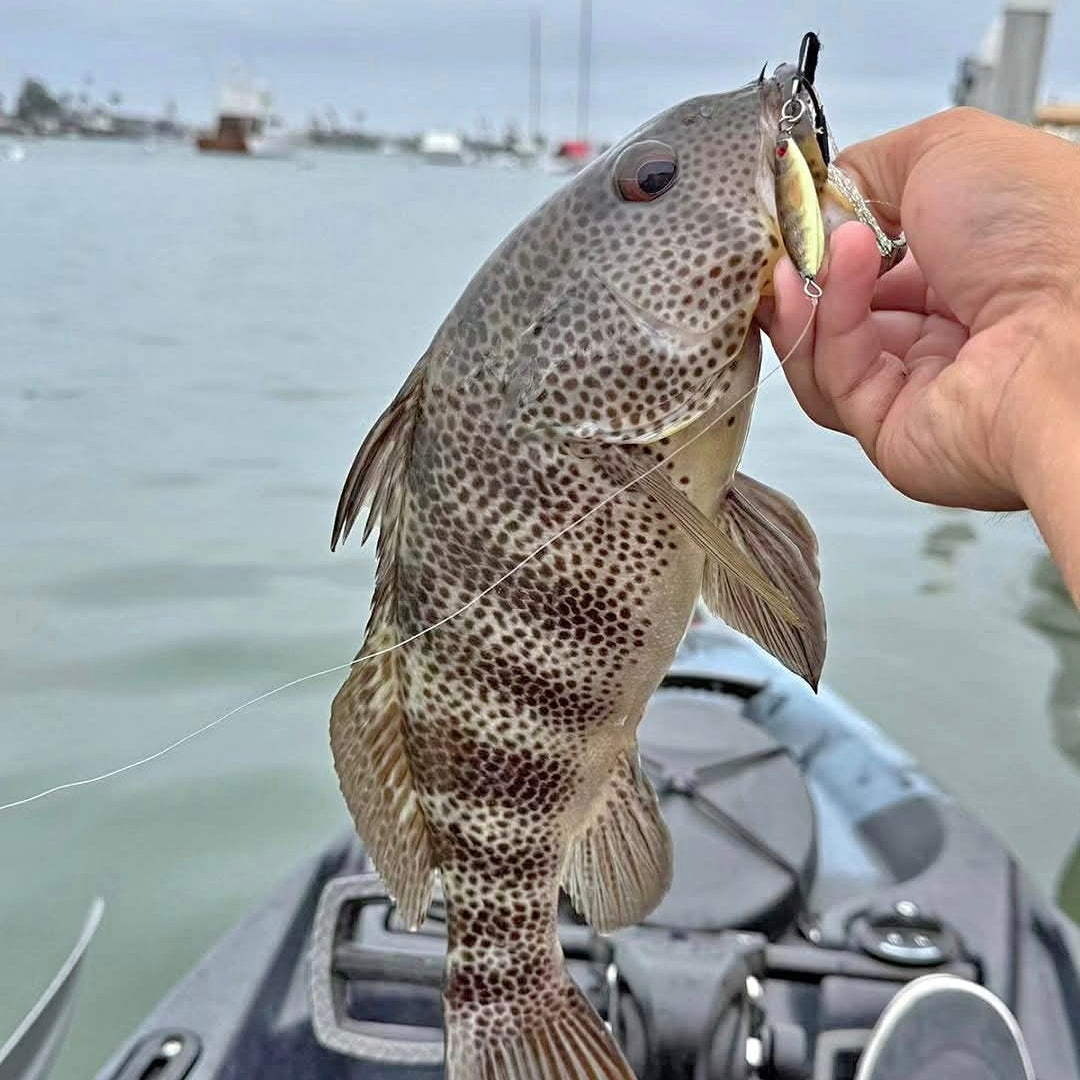 spotted bay bass on spottie jig