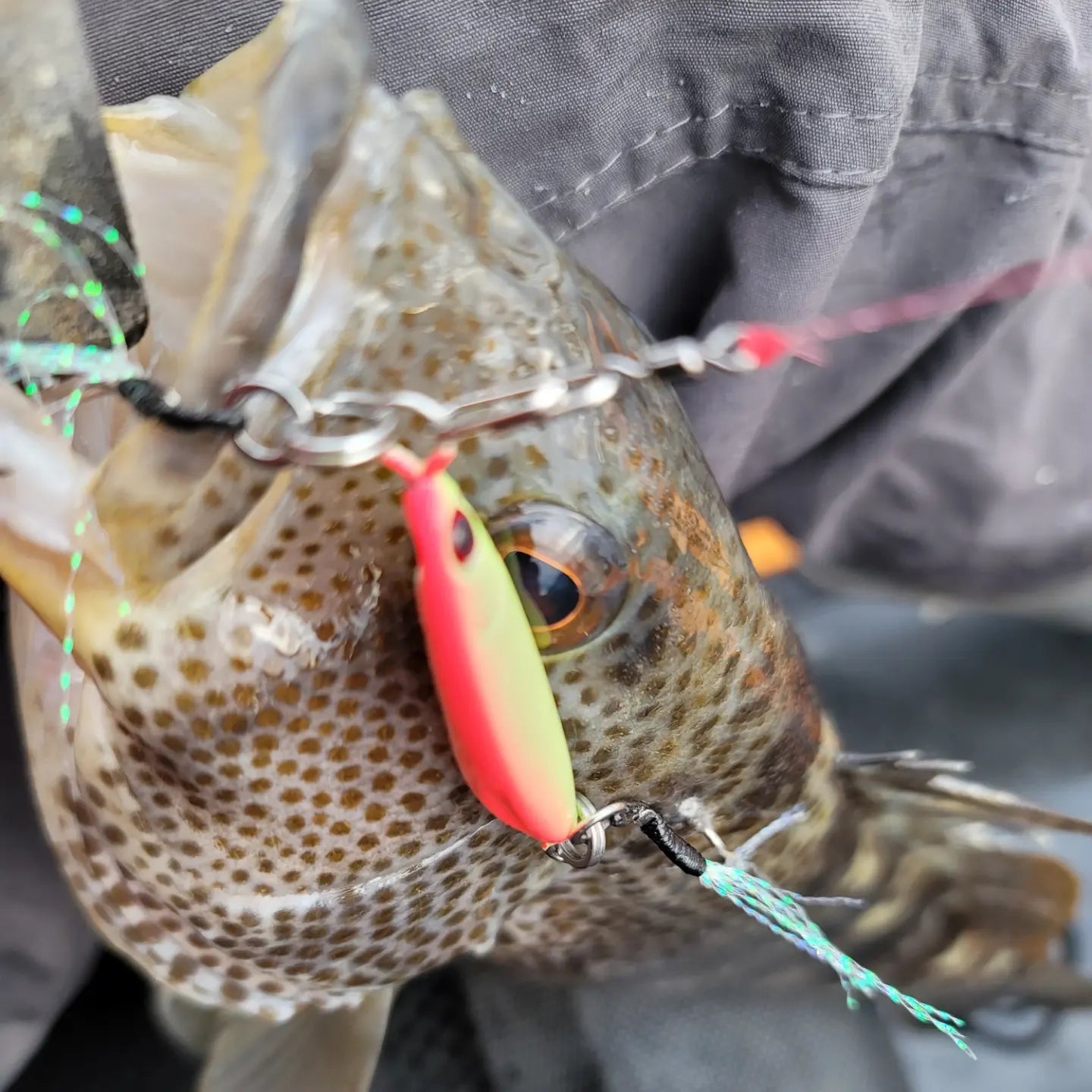 Fishing lure attached to a fish's mouth with a blurred background